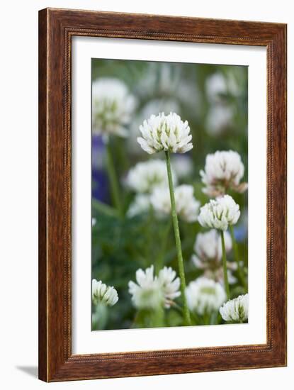 White Clover (Trifolium Repens) In Flower-Duncan Shaw-Framed Photographic Print