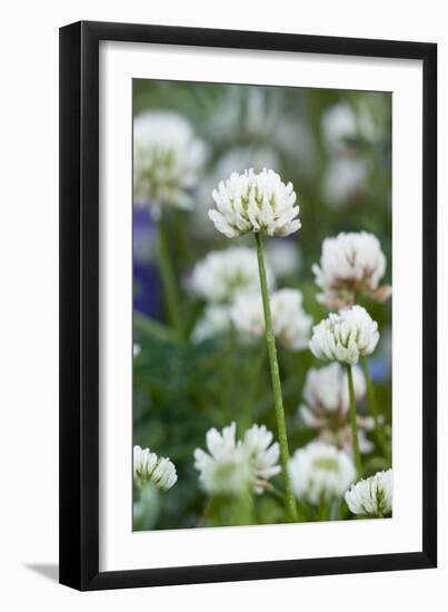 White Clover (Trifolium Repens) In Flower-Duncan Shaw-Framed Photographic Print