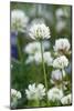 White Clover (Trifolium Repens) In Flower-Duncan Shaw-Mounted Photographic Print