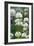 White Clover (Trifolium Repens) In Flower-Duncan Shaw-Framed Photographic Print