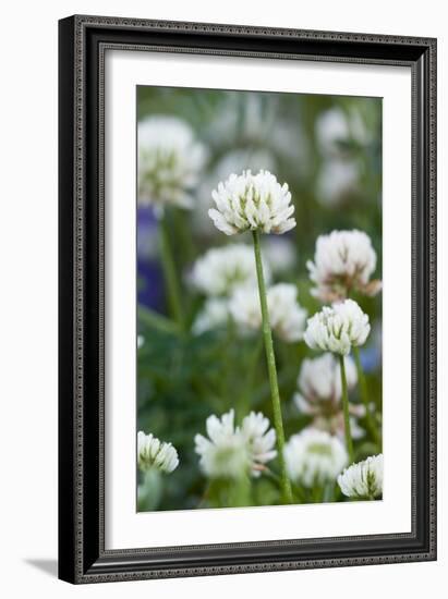 White Clover (Trifolium Repens) In Flower-Duncan Shaw-Framed Photographic Print
