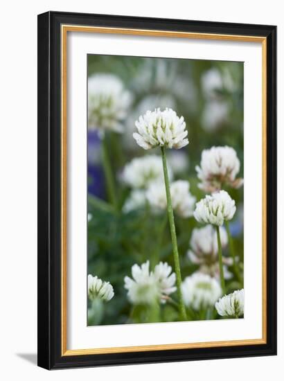 White Clover (Trifolium Repens) In Flower-Duncan Shaw-Framed Photographic Print