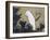 White Cockatoo on a Pine Branch-Ito Jakuchu-Framed Giclee Print