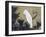 White Cockatoo on a Pine Branch-Ito Jakuchu-Framed Giclee Print