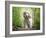 White cocker spaniel dog breed running in the woods towards the camera-Francesco Fanti-Framed Photographic Print