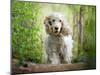 White cocker spaniel dog breed running in the woods towards the camera-Francesco Fanti-Mounted Photographic Print