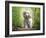 White cocker spaniel dog breed running in the woods towards the camera-Francesco Fanti-Framed Photographic Print