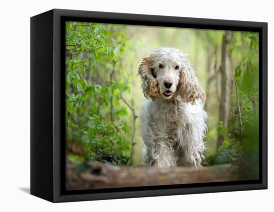 White cocker spaniel dog breed running in the woods towards the camera-Francesco Fanti-Framed Premier Image Canvas