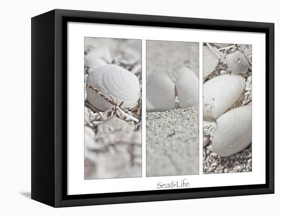 White Conches on the Beach-Uwe Merkel-Framed Premier Image Canvas