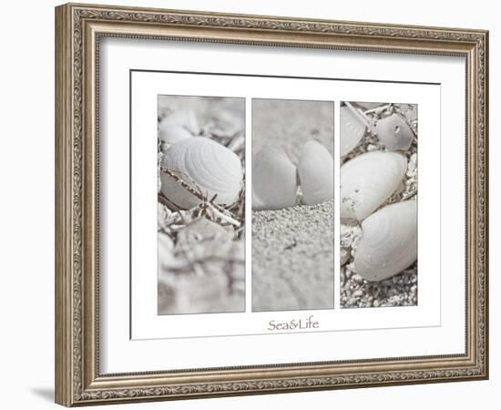 White Conches on the Beach-Uwe Merkel-Framed Photographic Print