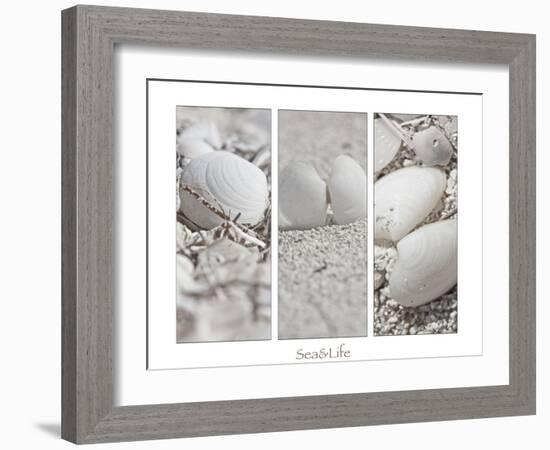 White Conches on the Beach-Uwe Merkel-Framed Photographic Print