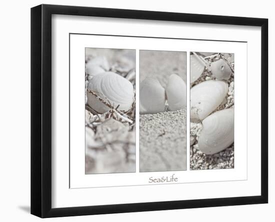 White Conches on the Beach-Uwe Merkel-Framed Photographic Print