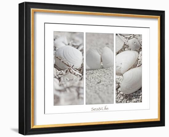 White Conches on the Beach-Uwe Merkel-Framed Photographic Print