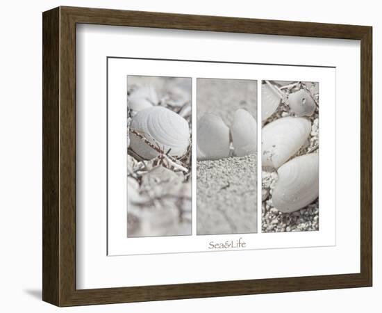 White Conches on the Beach-Uwe Merkel-Framed Photographic Print