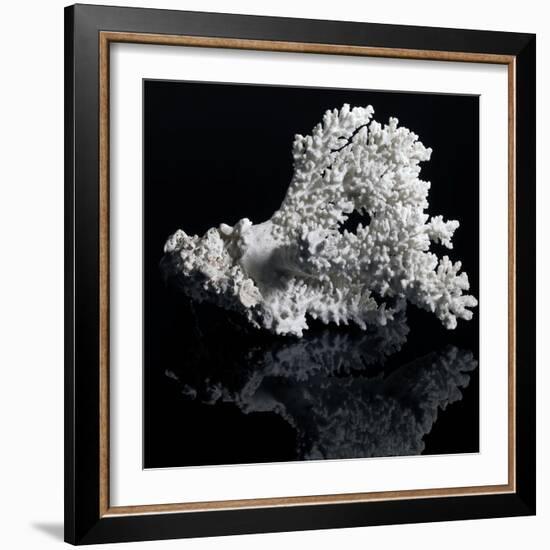 White Coral-prill-Framed Art Print