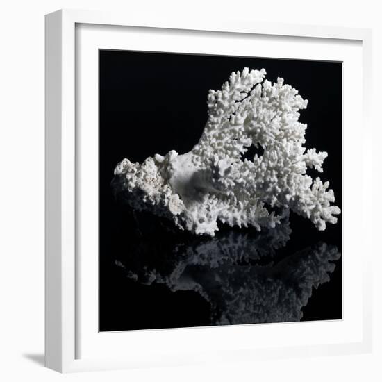 White Coral-prill-Framed Art Print