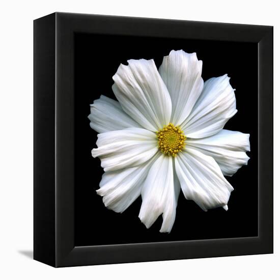 White Cosmos 3-Magda Indigo-Framed Premier Image Canvas