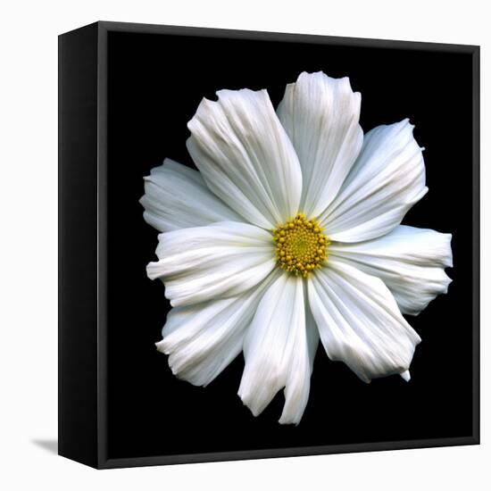 White Cosmos 3-Magda Indigo-Framed Premier Image Canvas