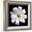 White Cosmos 3-Magda Indigo-Framed Photographic Print