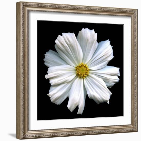 White Cosmos 3-Magda Indigo-Framed Photographic Print