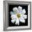 White Cosmos 3-Magda Indigo-Framed Photographic Print