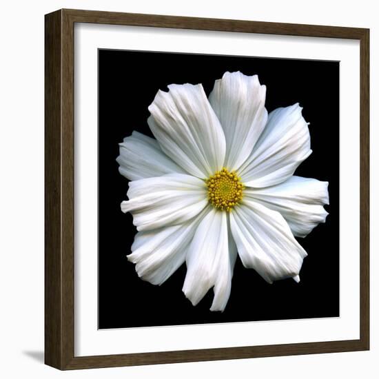 White Cosmos 3-Magda Indigo-Framed Photographic Print