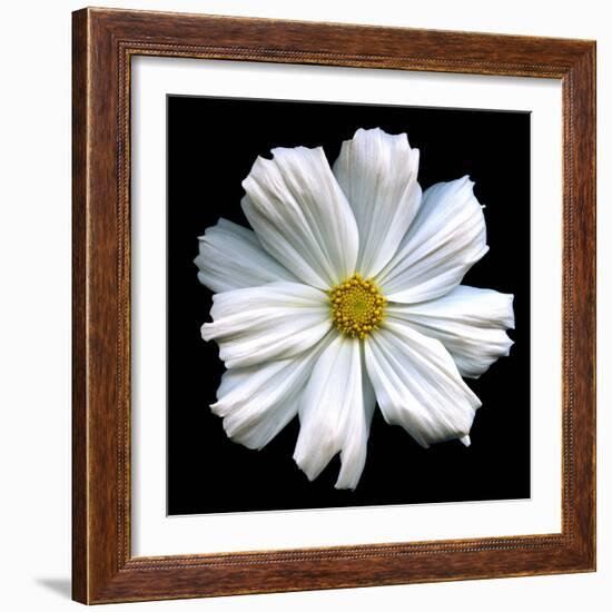 White Cosmos 3-Magda Indigo-Framed Photographic Print