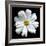 White Cosmos 3-Magda Indigo-Framed Photographic Print