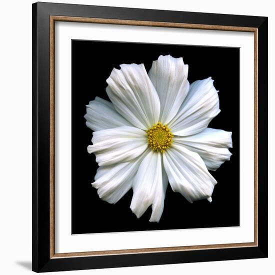 White Cosmos 3-Magda Indigo-Framed Photographic Print