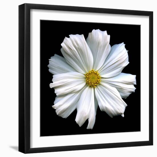 White Cosmos 3-Magda Indigo-Framed Photographic Print