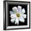 White Cosmos 3-Magda Indigo-Framed Photographic Print