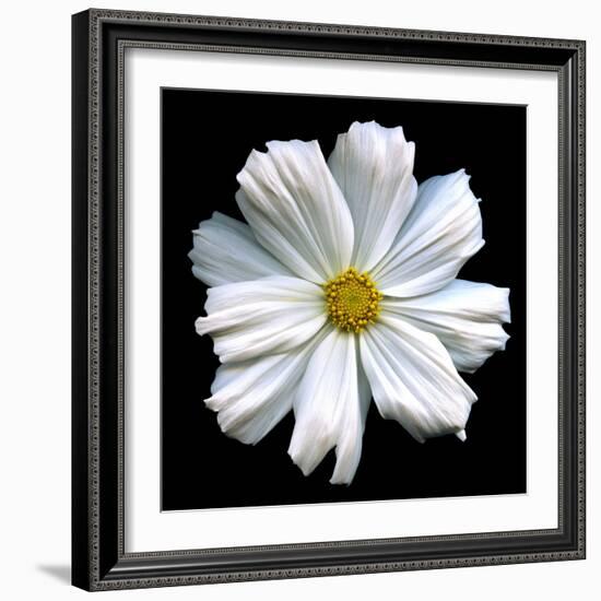 White Cosmos 3-Magda Indigo-Framed Photographic Print