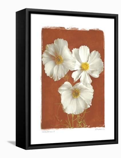 White Cosmos I-Amy Melious-Framed Stretched Canvas