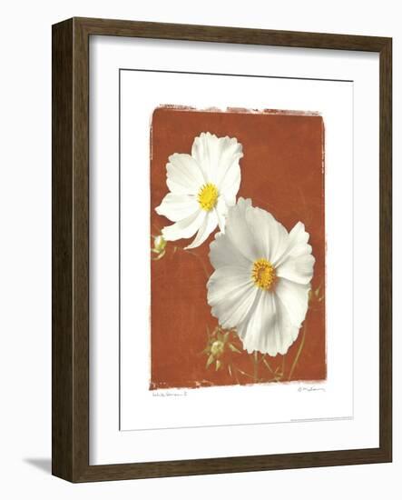 White Cosmos II-Amy Melious-Framed Art Print