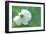 White Cosmos-Karin Connolly-Framed Art Print