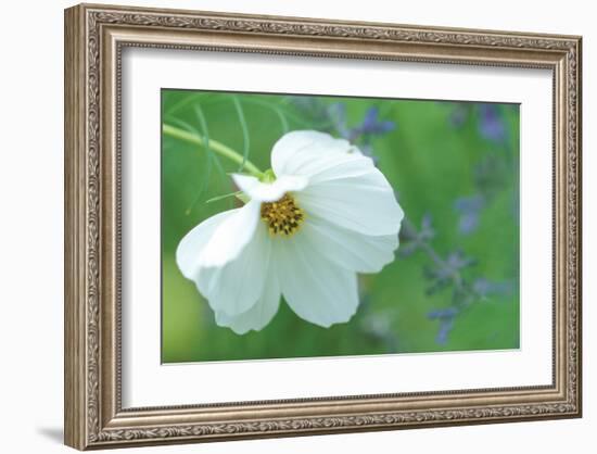 White Cosmos-Karin Connolly-Framed Art Print