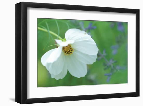 White Cosmos-Karin Connolly-Framed Art Print