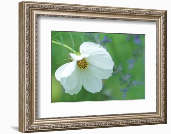 White Cosmos-Karin Connolly-Framed Art Print