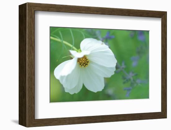 White Cosmos-Karin Connolly-Framed Art Print