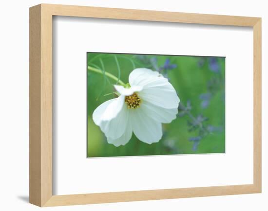 White Cosmos-Karin Connolly-Framed Art Print