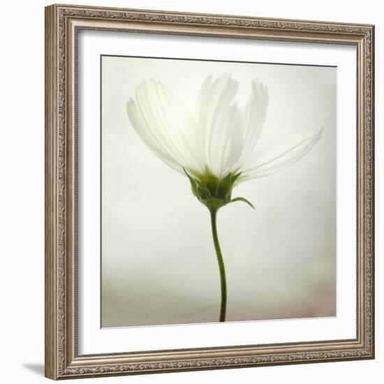 White Cosmos-Lotte Grønkjær-Framed Photographic Print