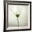 White Cosmos-Lotte Grønkjær-Framed Photographic Print