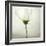 White Cosmos-Lotte Grønkjær-Framed Photographic Print