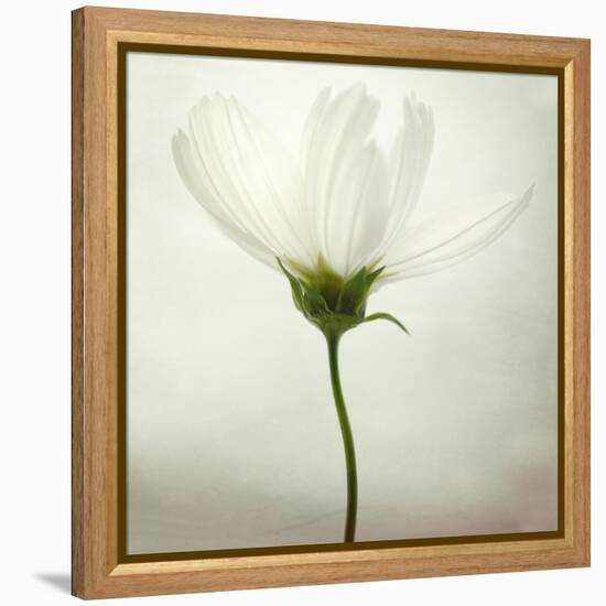 White Cosmos-Lotte Grønkjær-Framed Premier Image Canvas