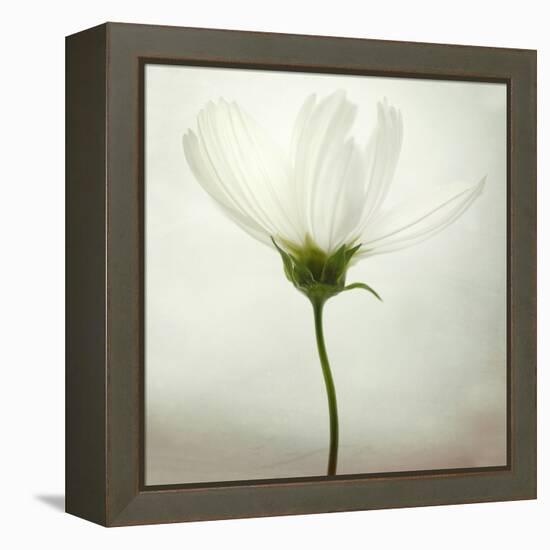 White Cosmos-Lotte Grønkjær-Framed Premier Image Canvas