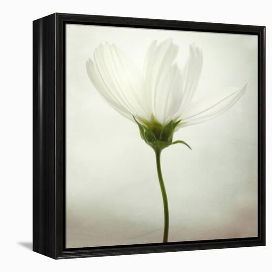 White Cosmos-Lotte Grønkjær-Framed Premier Image Canvas