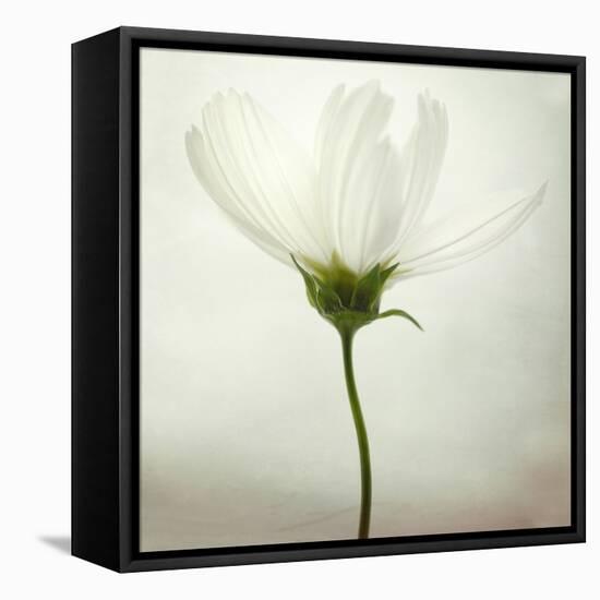 White Cosmos-Lotte Grønkjær-Framed Premier Image Canvas