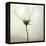 White Cosmos-Lotte Grønkjær-Framed Premier Image Canvas