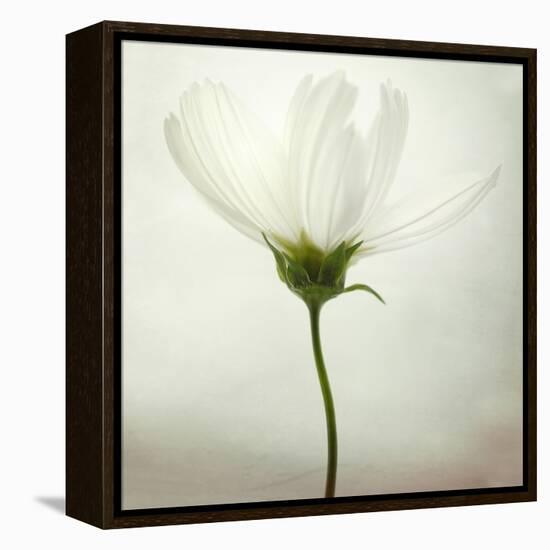 White Cosmos-Lotte Grønkjær-Framed Premier Image Canvas