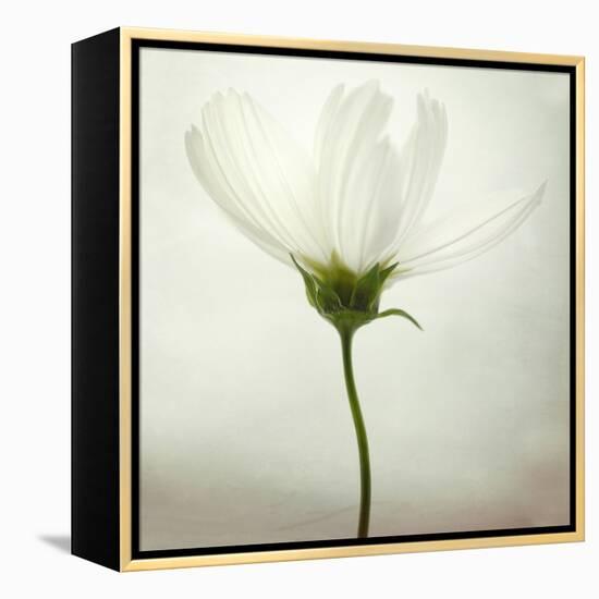 White Cosmos-Lotte Grønkjær-Framed Premier Image Canvas